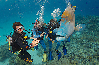 Reef Quest divers