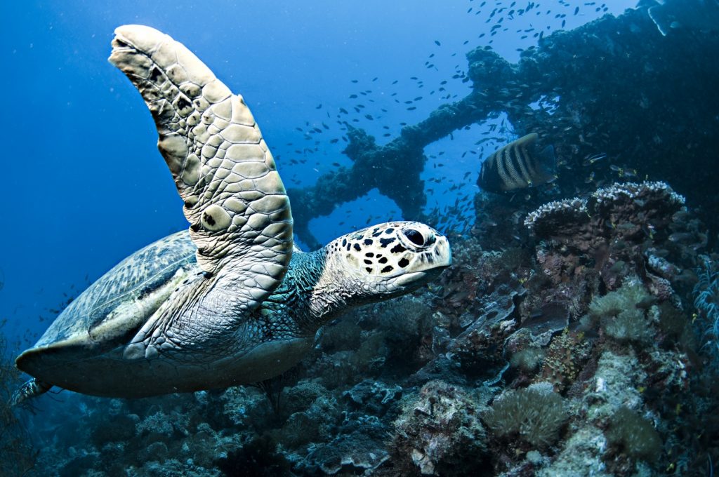 Hawksbill Turtle and the Yongala Wreck- we can’t recommend it enough for advanced divers.