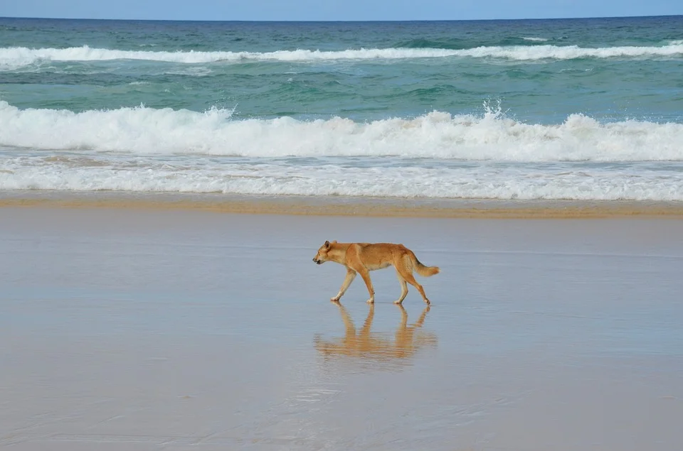 Please don’t pet the dingo. Otherwise it gets shot.