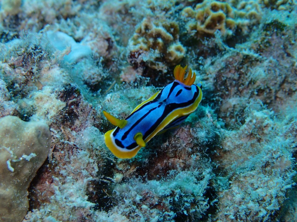 nudibranch rum runner.jpg