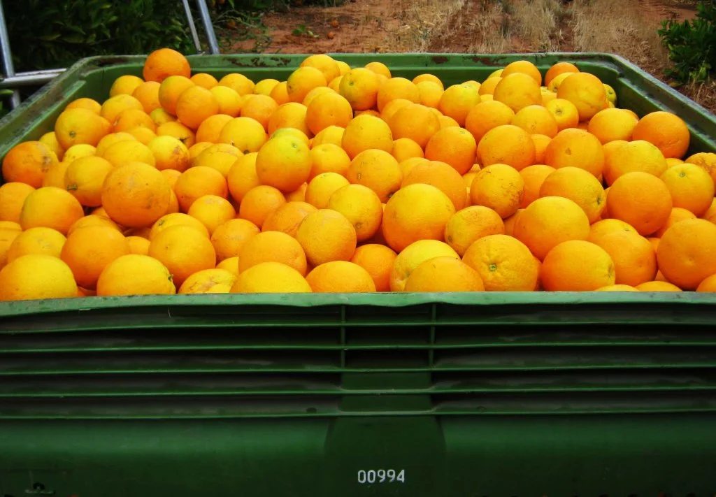 Orange picking