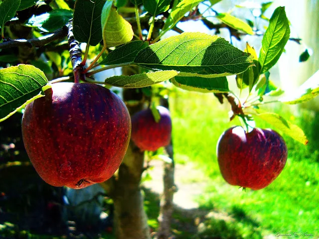 Apples Stanthorpe