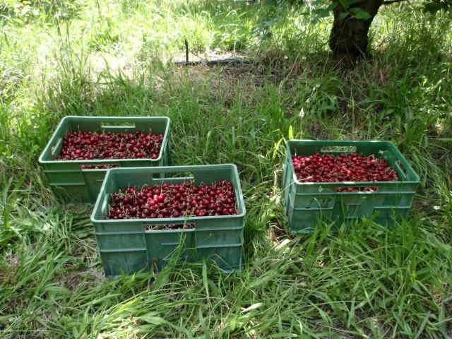 Cherries