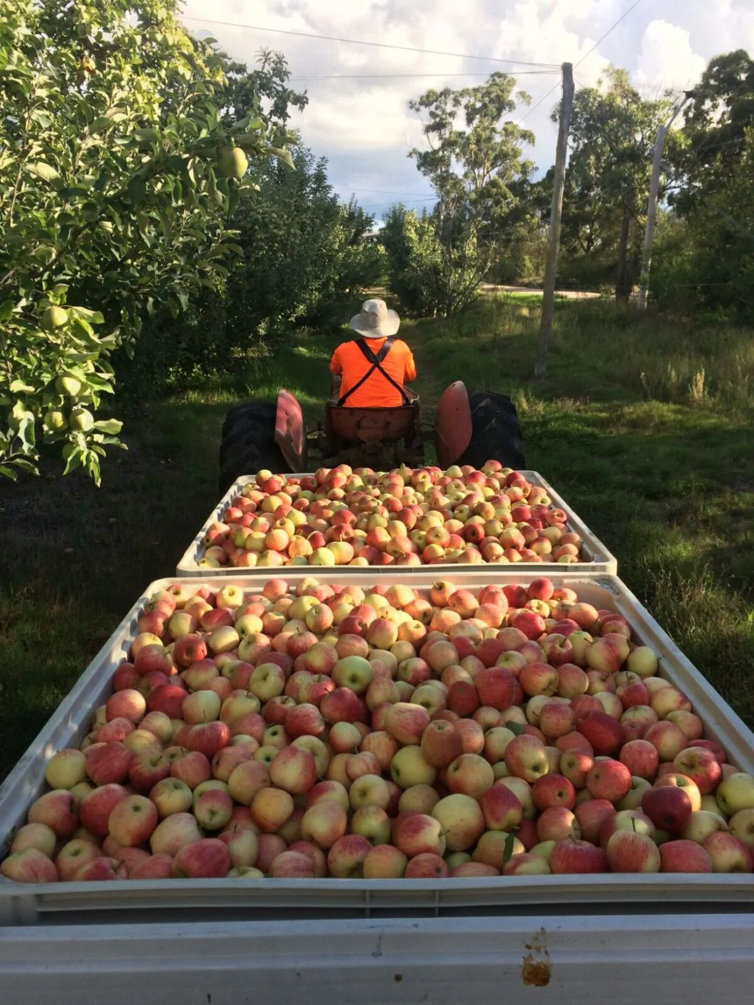 Apple Bins