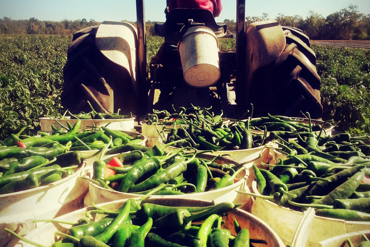 Picking Capsicum