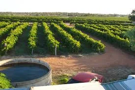 Vineyard in Mildura