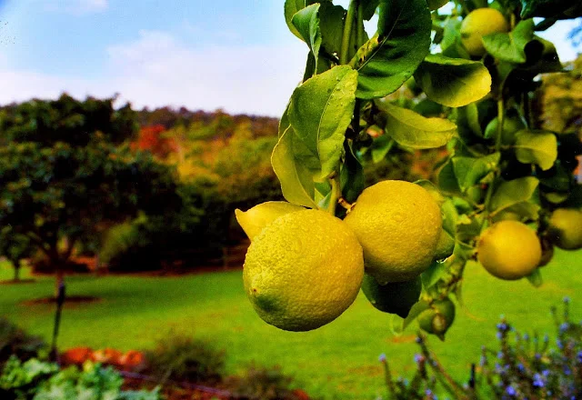 Margaret River Lemons