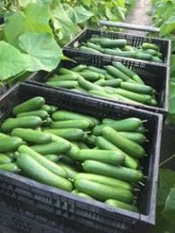 Zuccini's