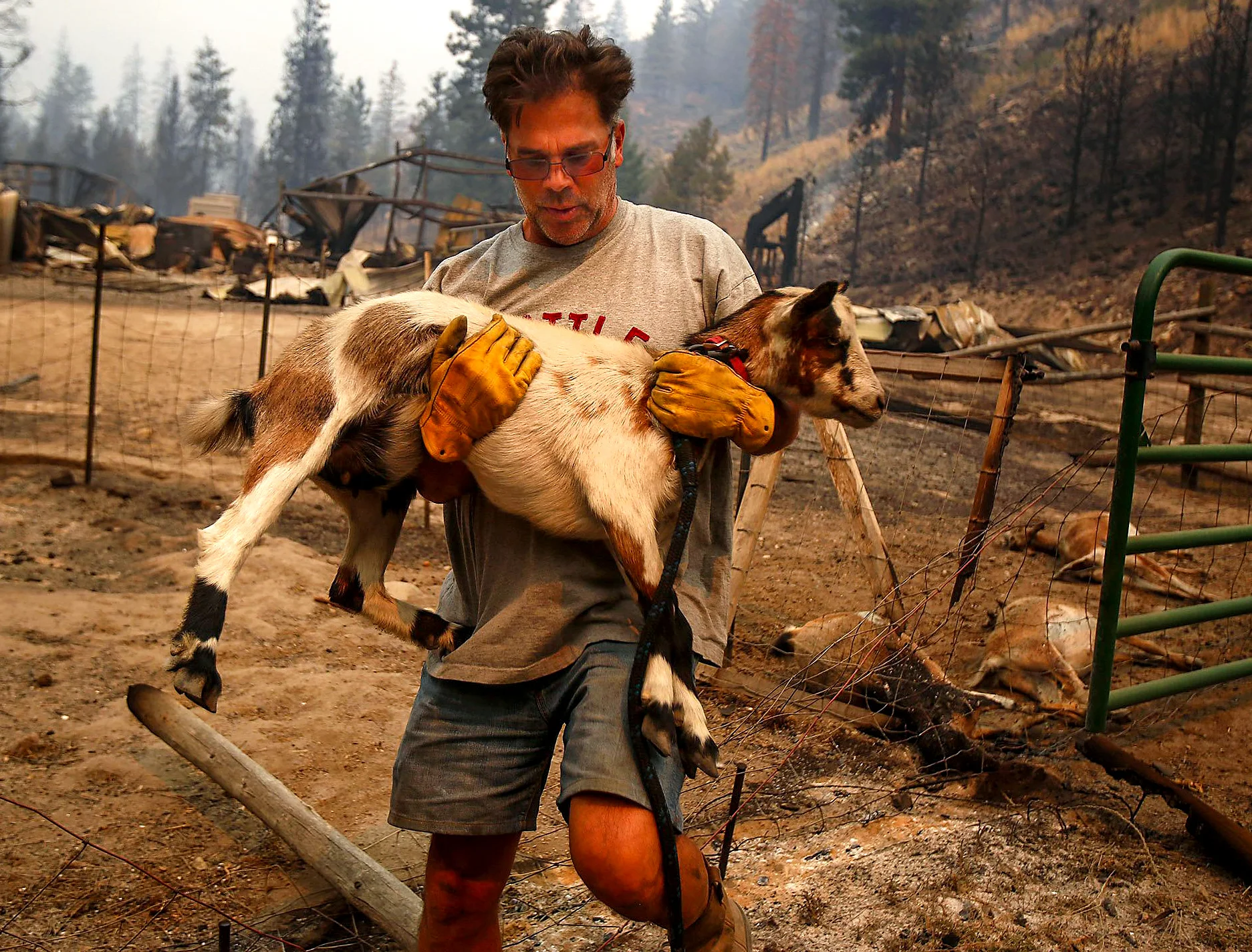 Todd Quinn grabs his only surviving goat from the firestorm that swept through his ranch Friday night, on Saturday, Aug. 15, 2015. Composed of five massive fires, the Okanogan Complex became the second largest wildfire in state history, burning over 304,782 acres. (Sy Bean / The Seattle Times)