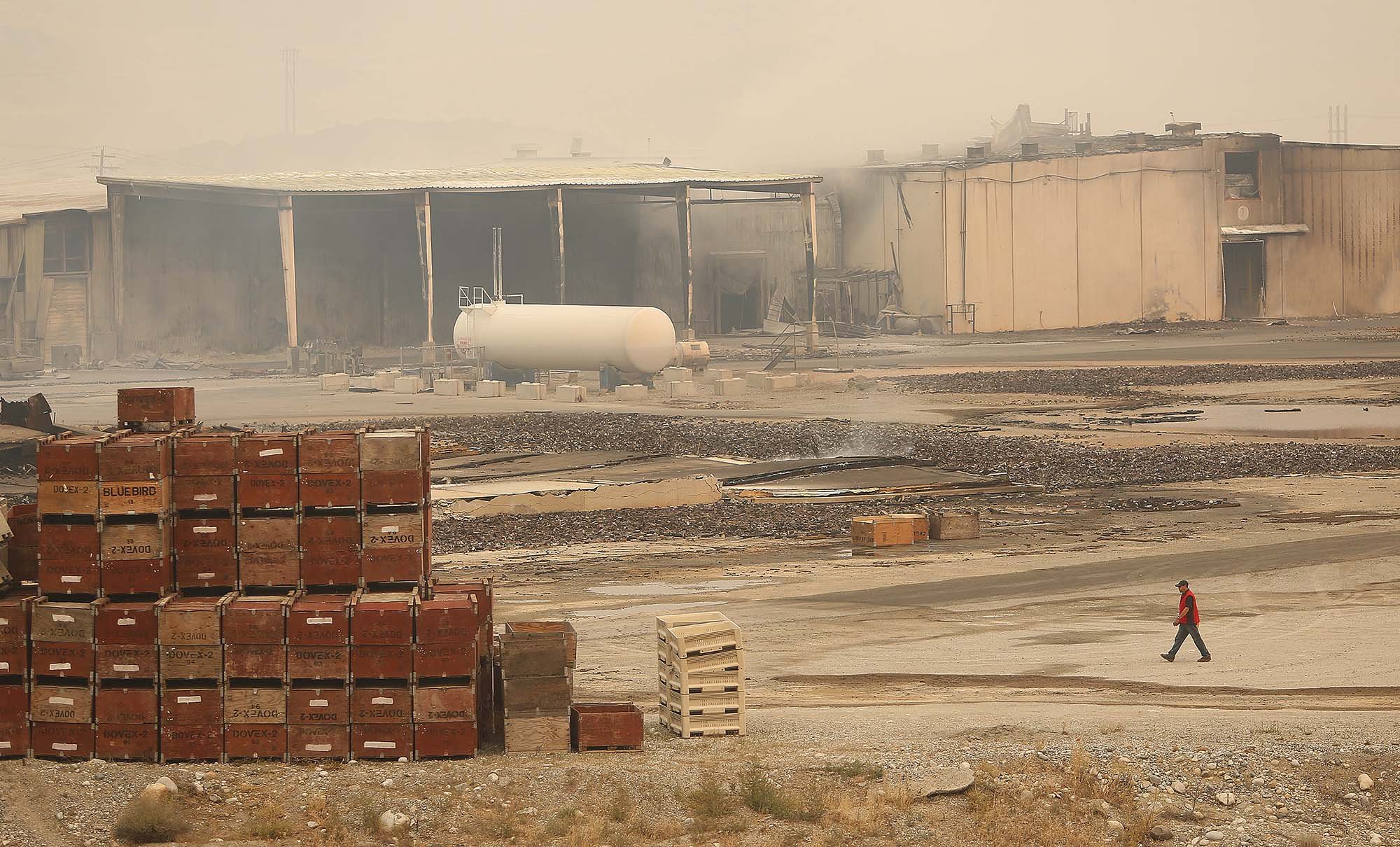  A man walks across the yard of Chelan Fruit after it burned to the ground from the Reachfire, Sunday, Aug. 16, 2015. Damages are estimated at $50-80 million. 