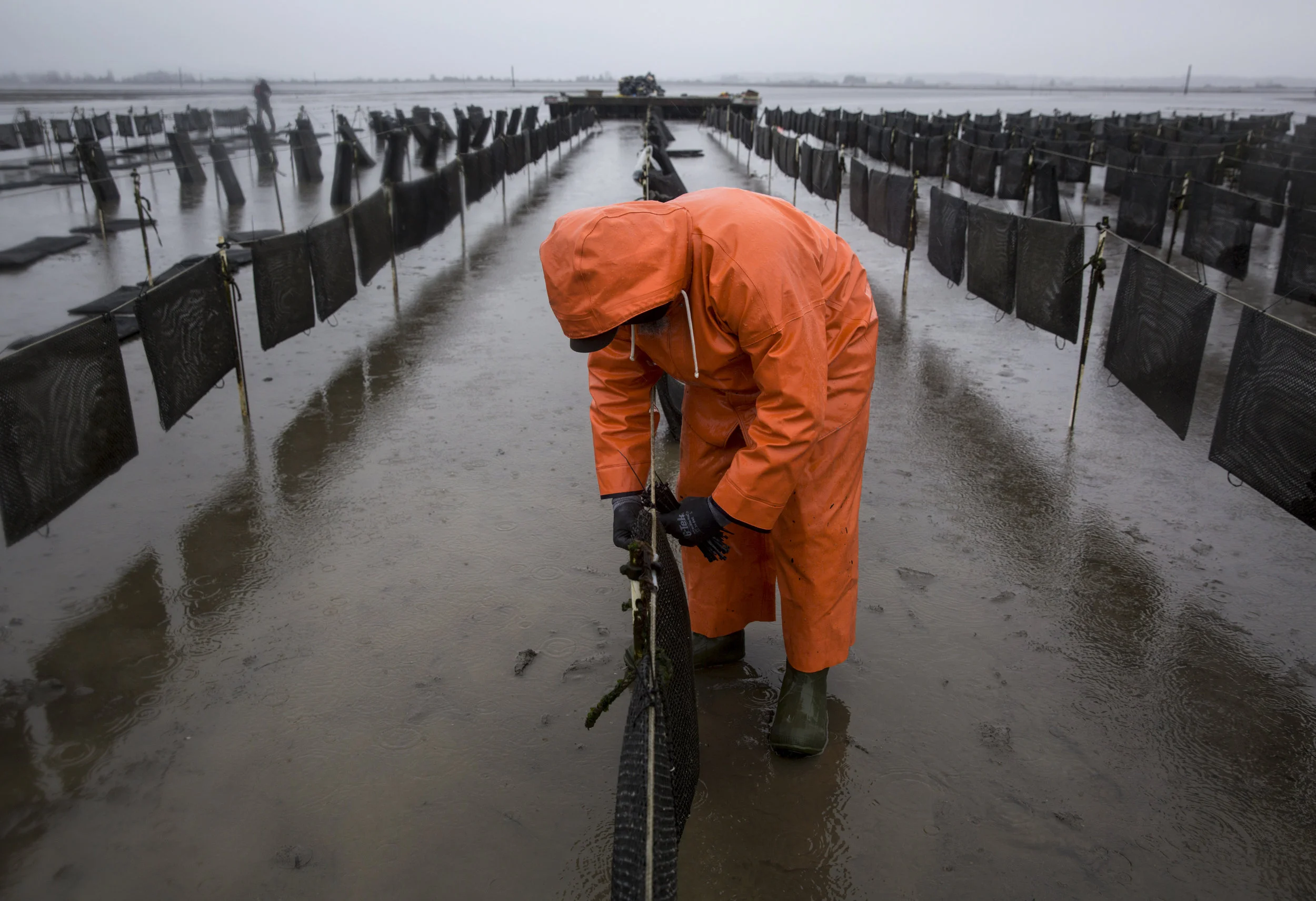 An employee works on securing oyster flip bags, a technique used to grow oysters that keep them safe and encourages growth by agitating the oysters as the tides change.