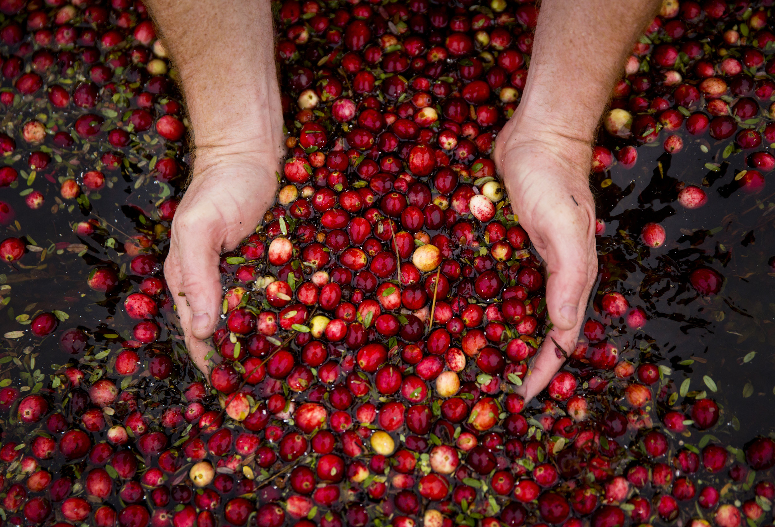  Brady Turner, co-owner of the restaurant Pickled Fish, scoops up a handful of organic cranberries during the annual harvest at Starvation Alley Farms in Long Beach. After harvesting, the cranberries will be sent off to be cleaned, then frozen, then 