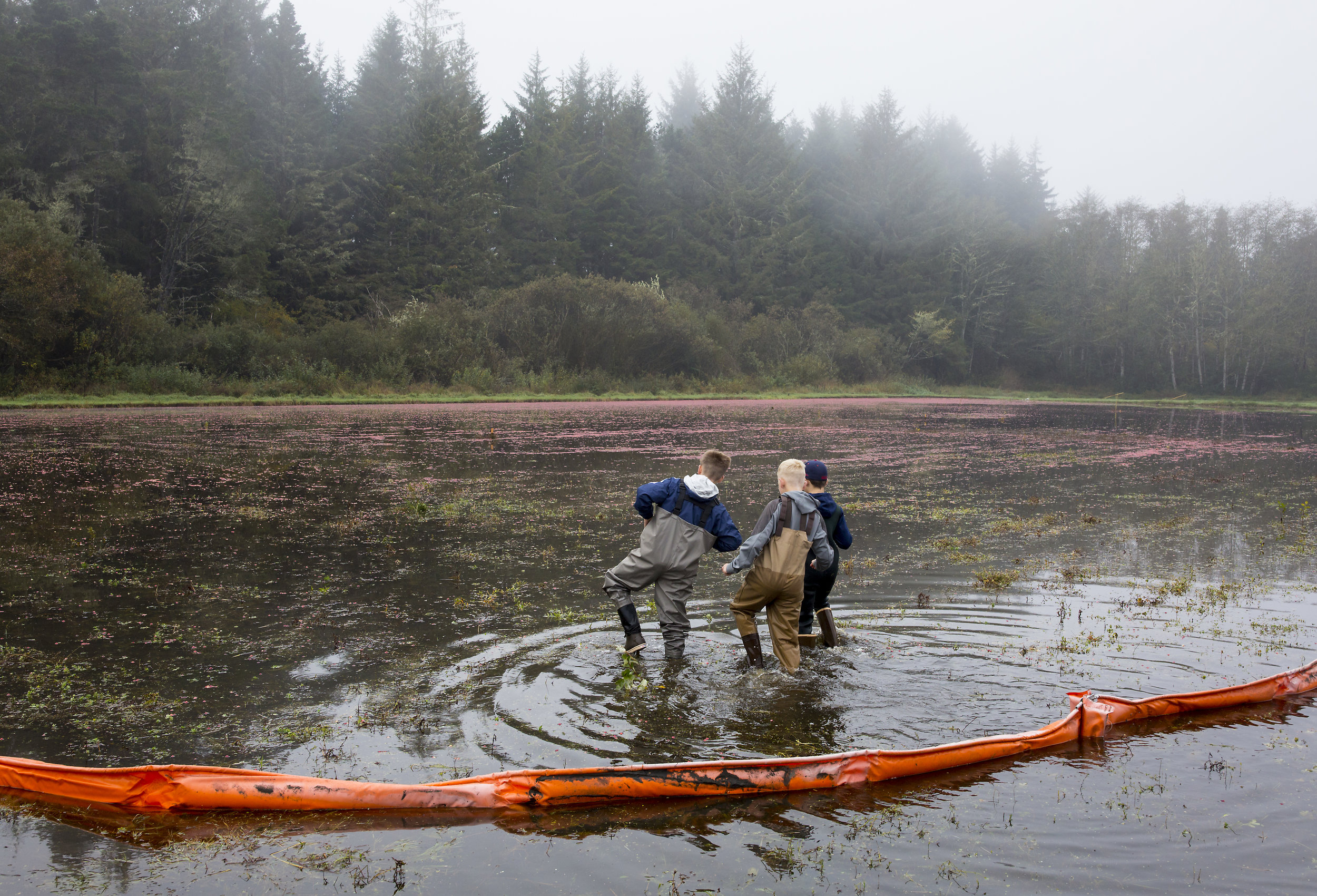  Young helpers make their way into the bog to get into position for the annual harvest at Starvation Alley Farms. When the cranberries are ready to harvest, the farmers flood the bog, then use a machine to beat the vines to release the berries, which