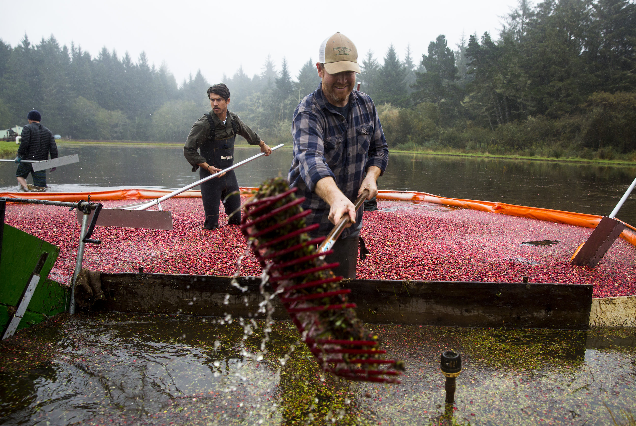  Brady Turner, co-owner of the local restaurant Pickled Fish, uses a rake to scoop plant debris from the floating cranberries during the annual harvest at Starvation Alley Farms. Turner's restaurant utilizes the farms cranberries and some of their co