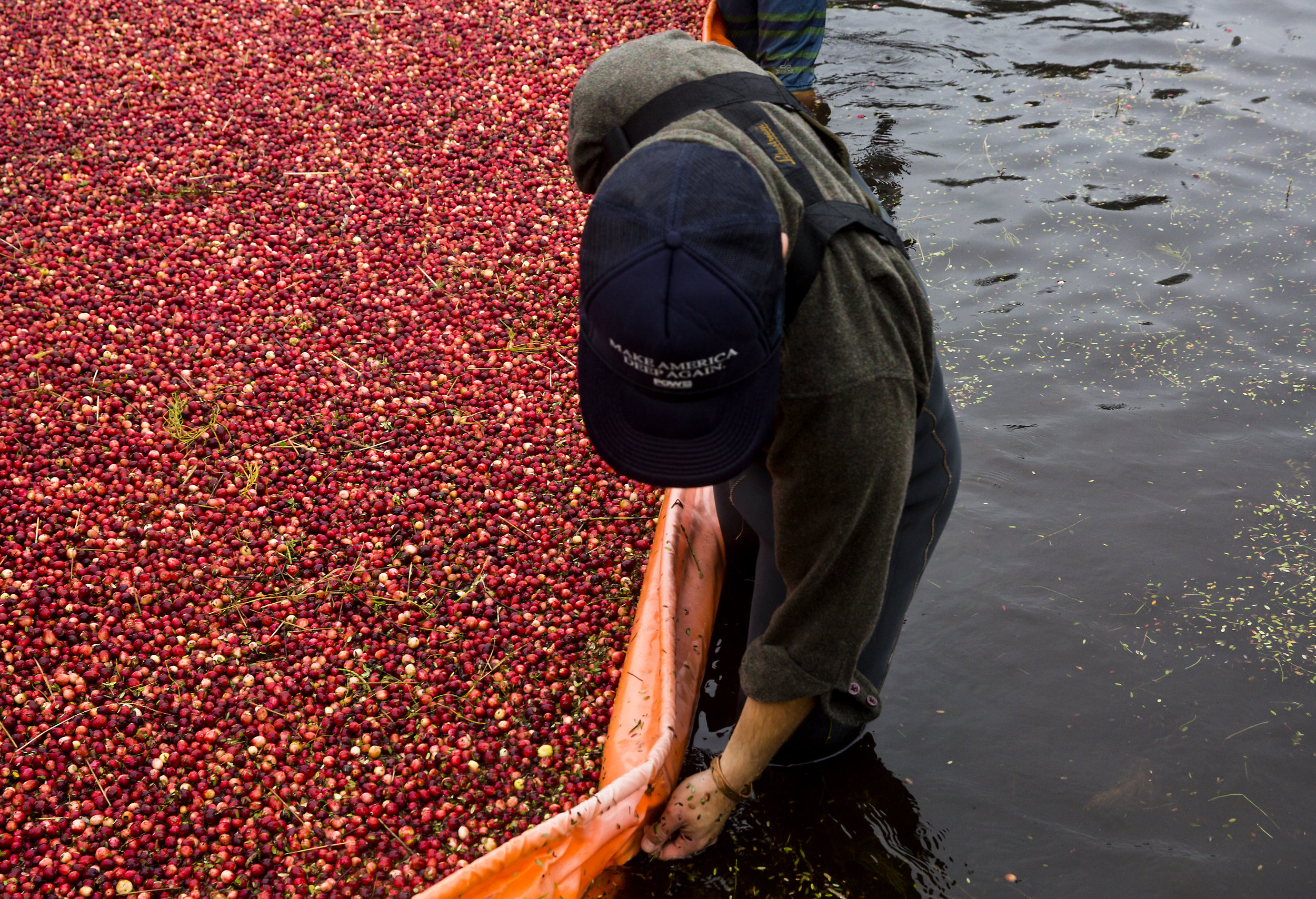  Volunteers corral the floating cranberries with a floating boom and metal rakes during the annual harvest at Starvation Alley Farms. (Sy Bean / Seattle Refined) 