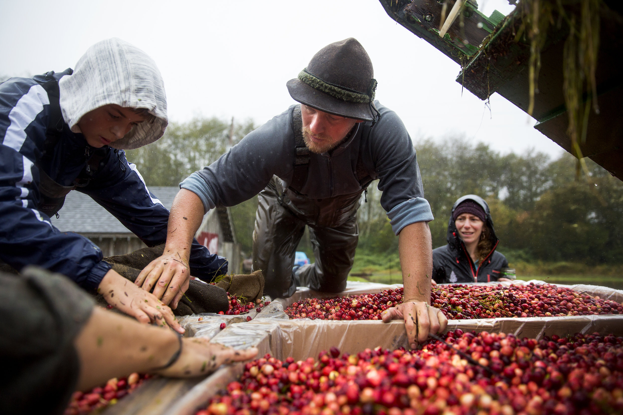  Jared Oakes, co-owner of Starvation Alley Farms, pushes stray cranberries into their boxes after harvesting the second bog of the day in Long Beach. Although the yield of organic cranberry bogs are lower than conventional farming, the company reduce