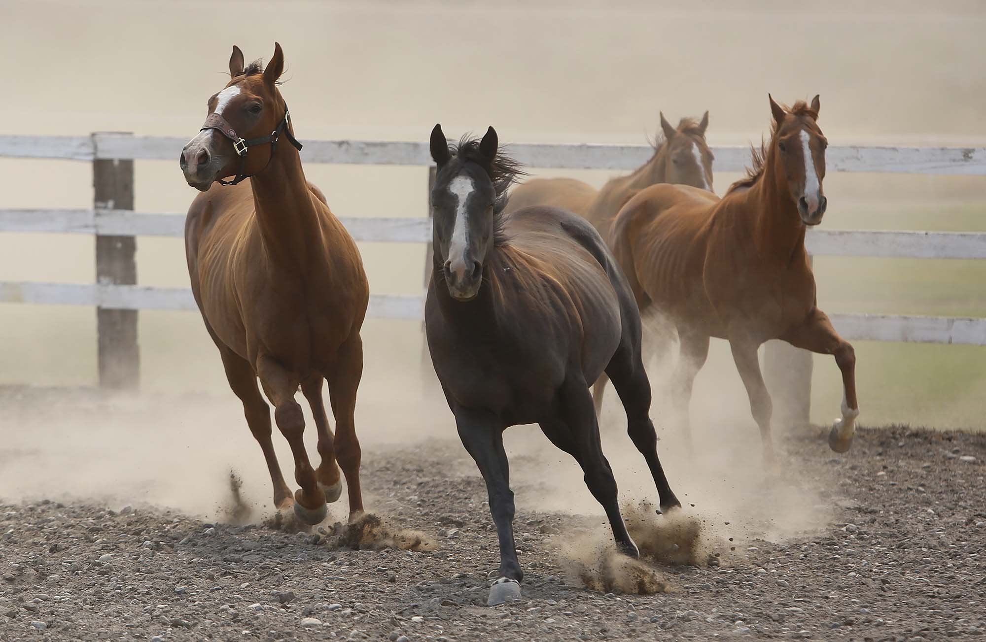 The Marchand family's horses get some exercise after spending three days in a pen after having been moved to the Okanogan County Fair Grounds last Wednesday because of wildfire danger in Okanogan, Wash., Friday, Aug. 21, 2015. 