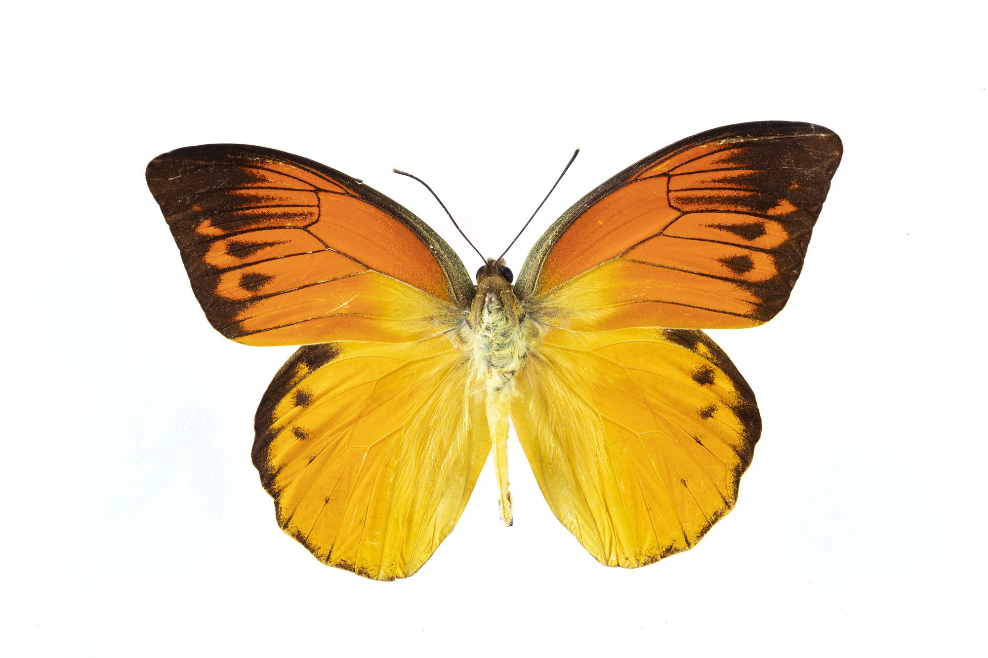 Brimstone Butterfly / Hebomoia leucippe