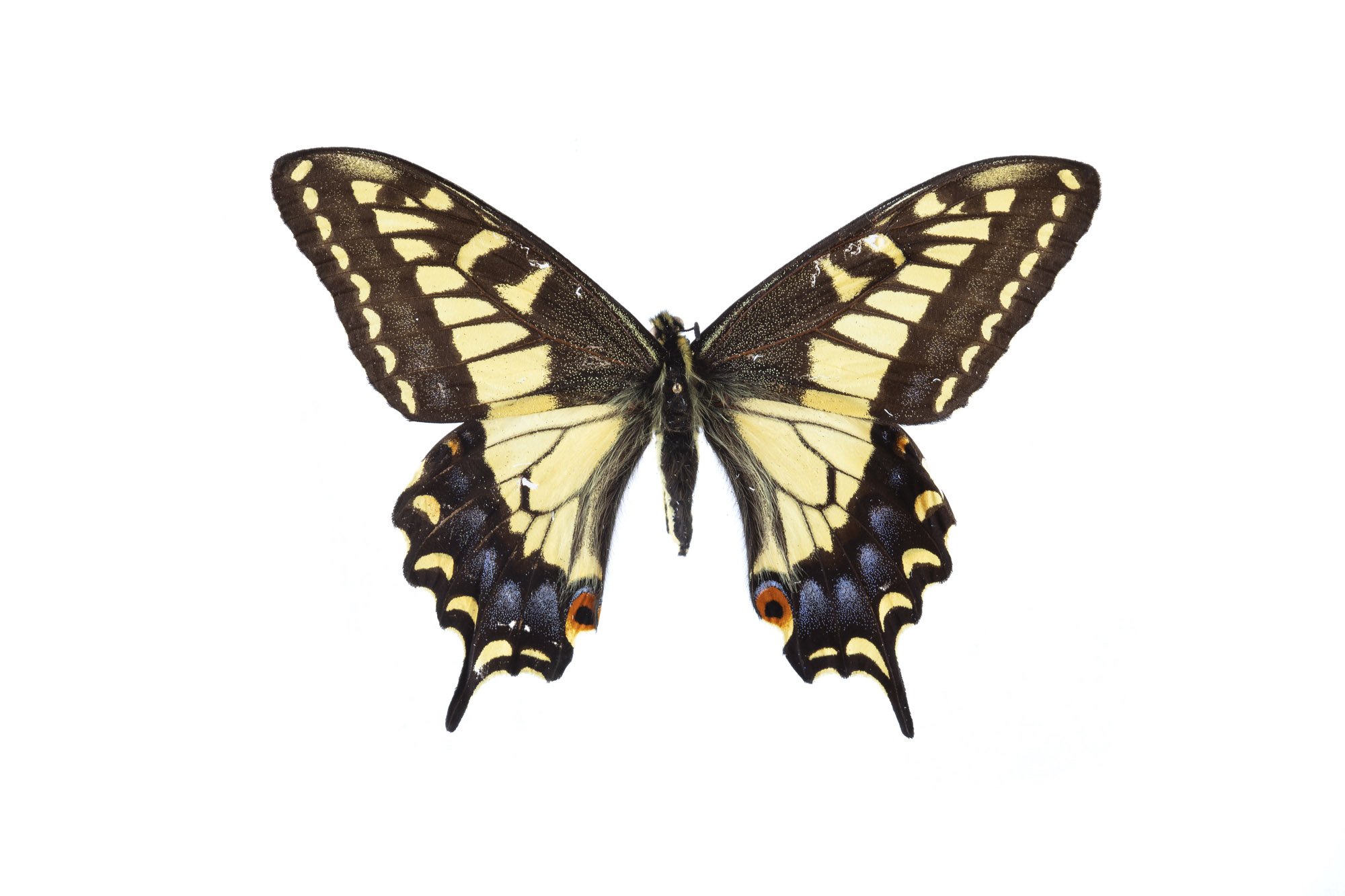 Old World Swallowtail / Papilio machaon