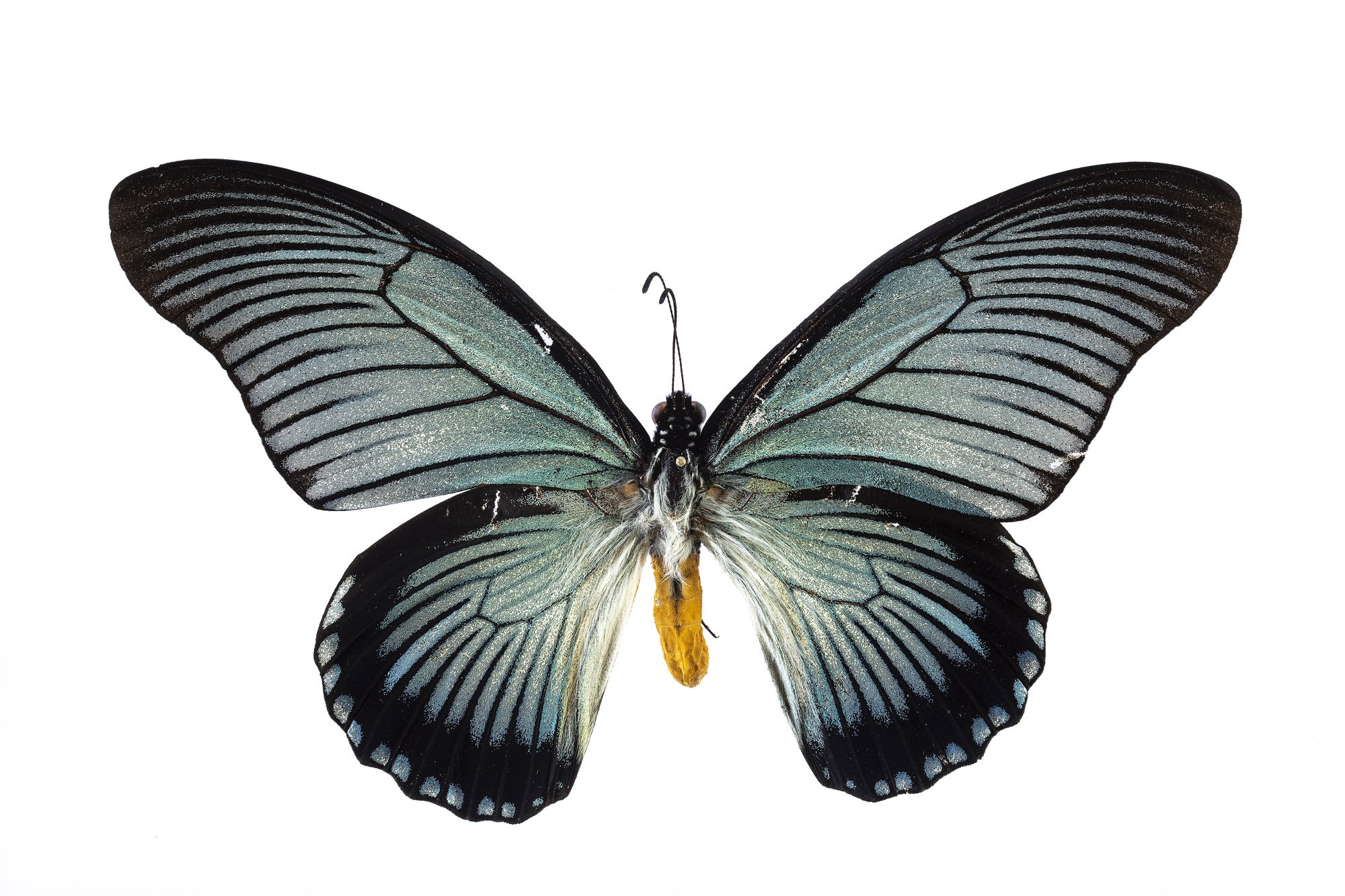 Giant Blue Swallowtail / Paplio zalmoxis
