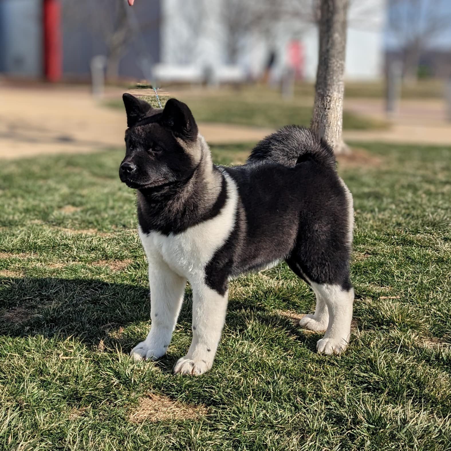 Rosalind Puppy Show Jan. 2023.jpg