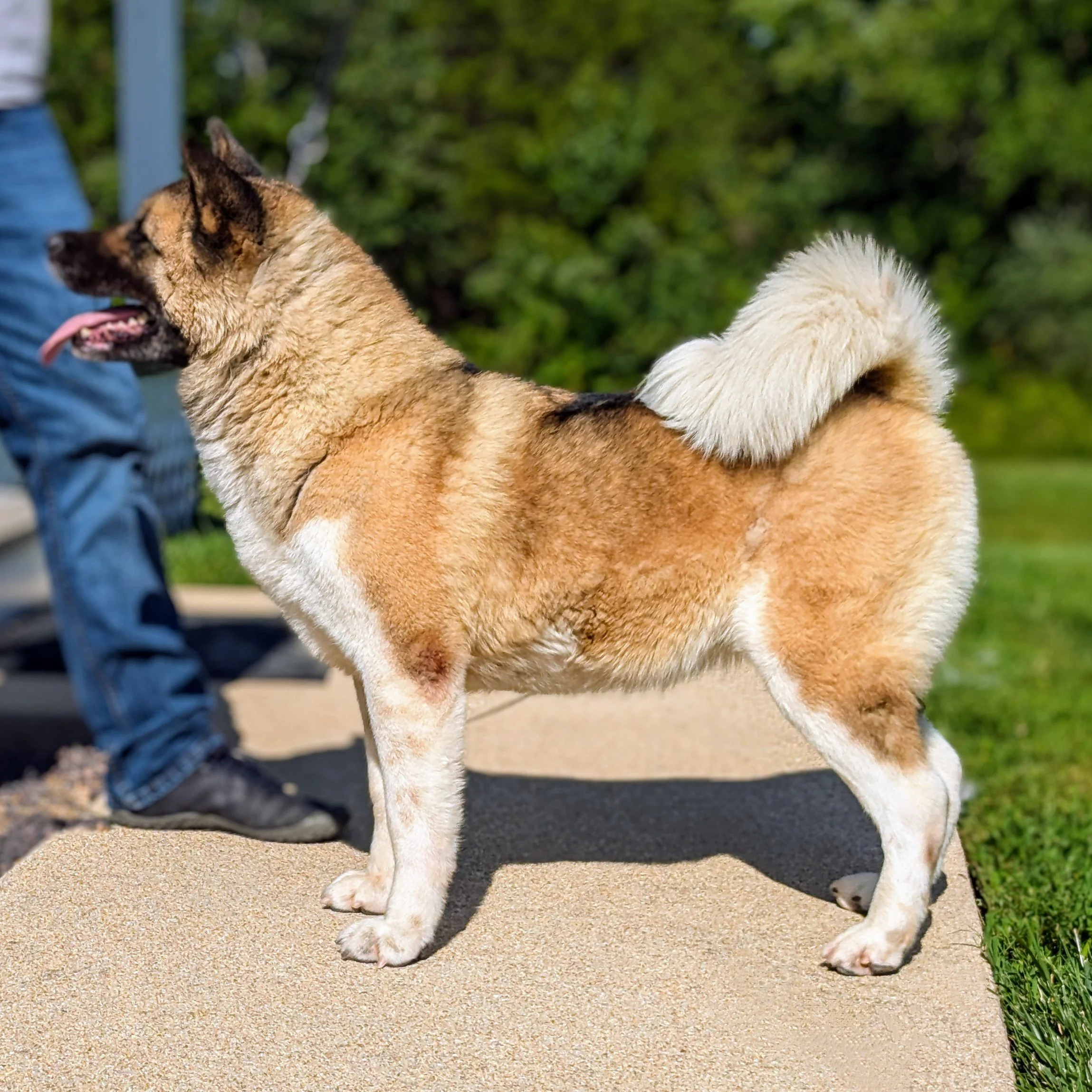 CH. Mocha (Retired Female) - Available October 2025