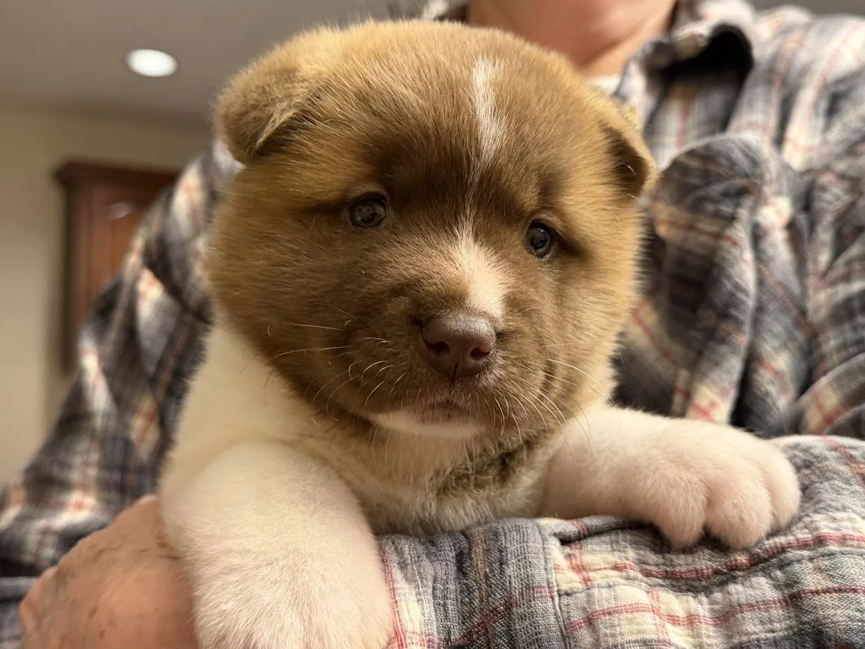 CH. Anne x GCHS. Caesar Girl AVAILABLE