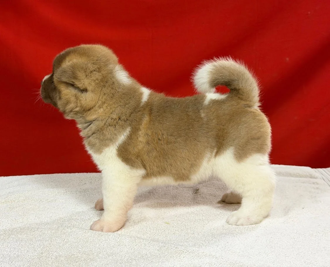 CH. Anne x GCHS. Caesar Girl AVAILABLE