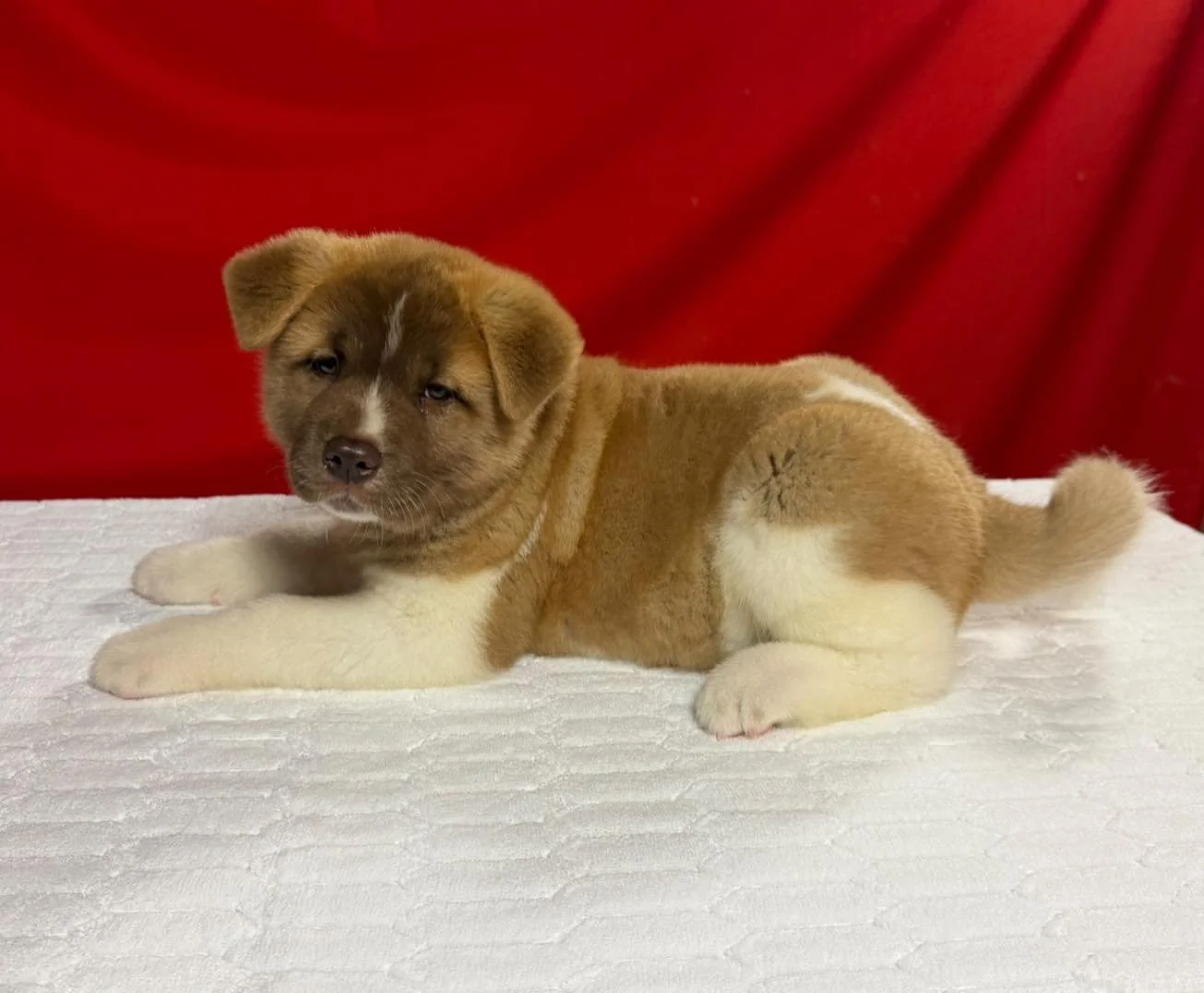 GCHS. Caesar x CH. Anne Puppy AVAILABLE