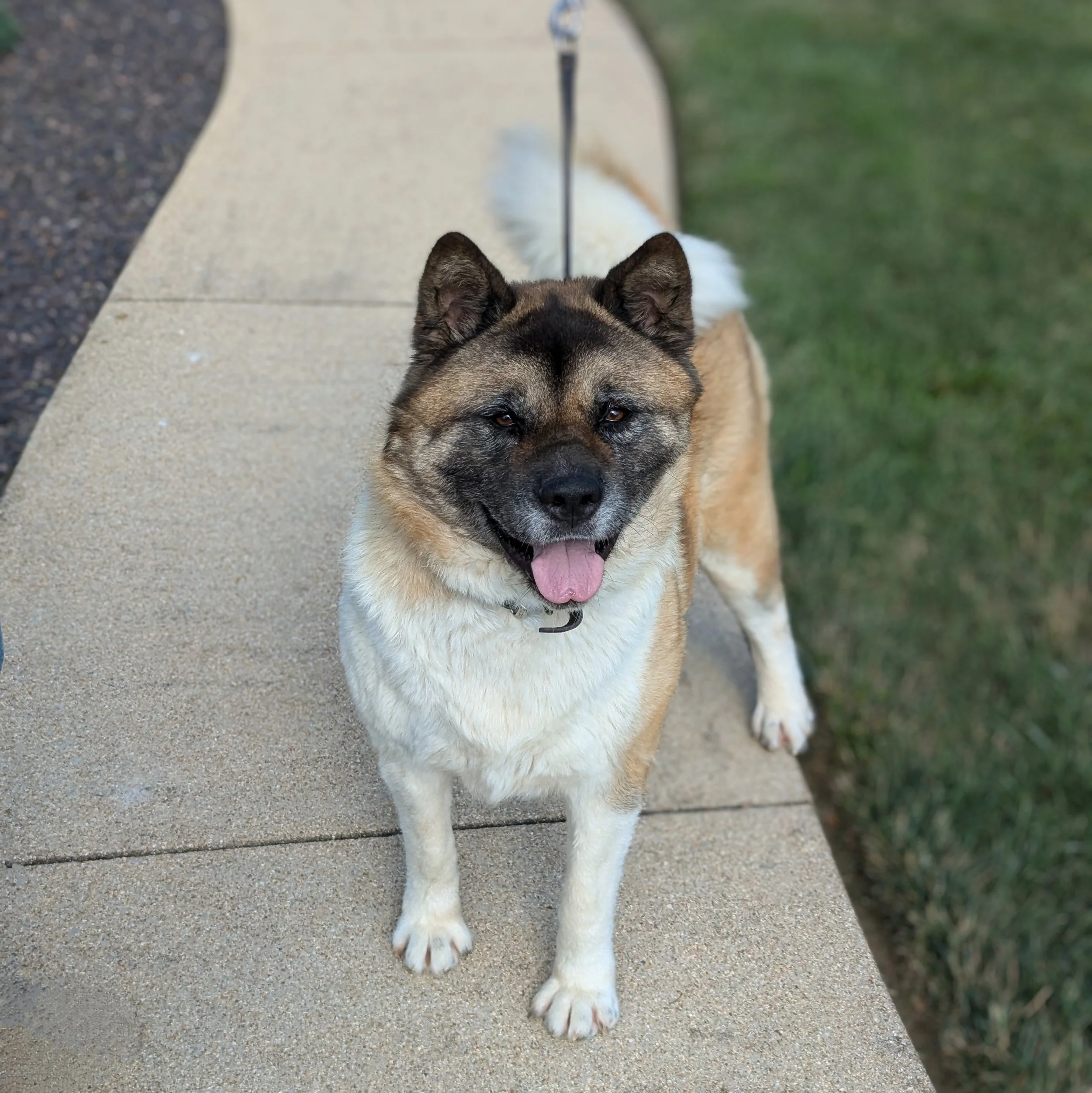 CH. Tootsie AVAILABLE