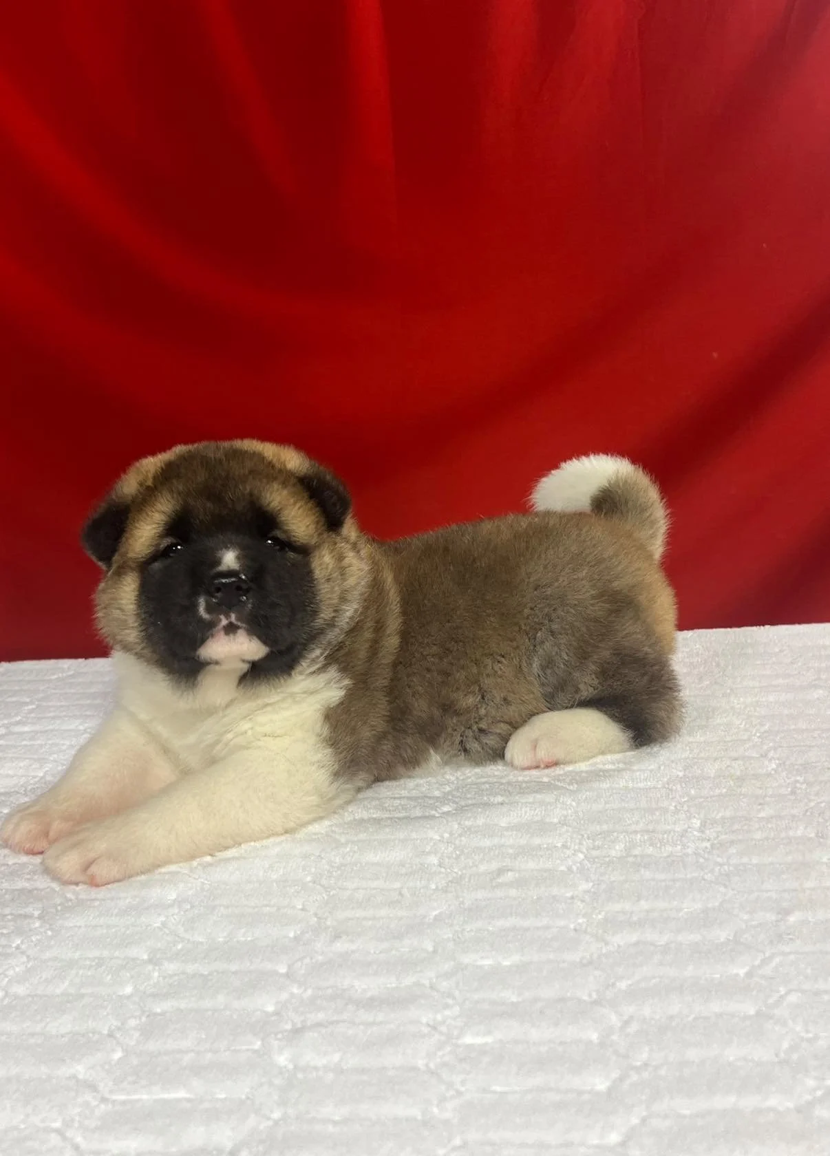 GCHS. Portia x CH. Thunder Puppy AVAILABLE