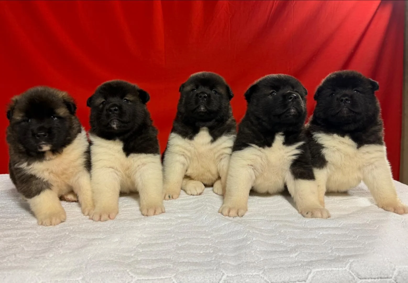 CH. Perdita x CH. Bacon - Female Available
