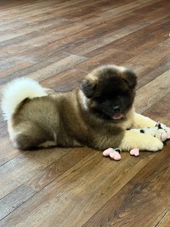 CH. Perdita x CH. Bacon Girl 4 (long-coated) AVAILABLE