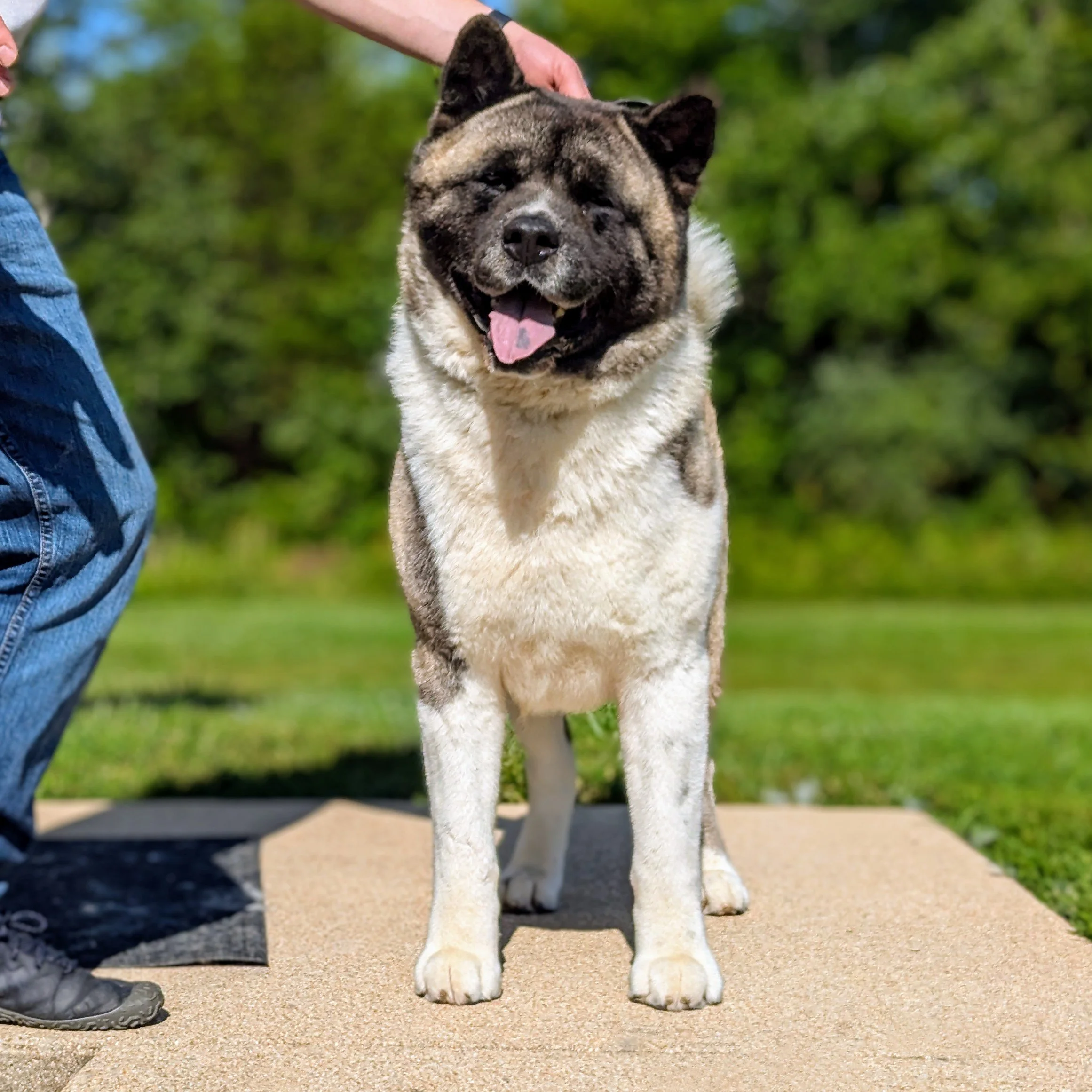 CH. Thunder (retired) - AVAILABLE