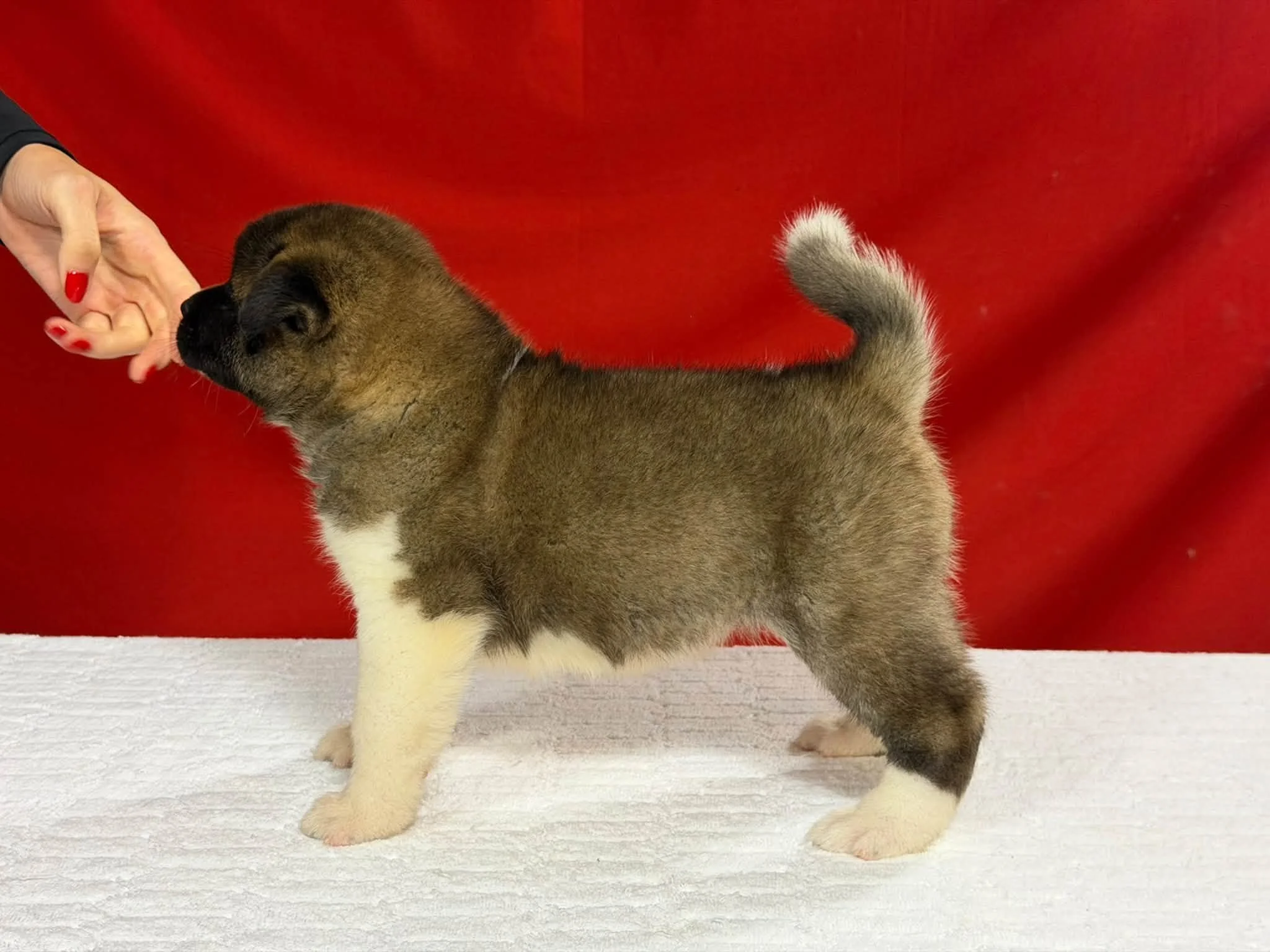 Caesar Girl 2 1.jpg