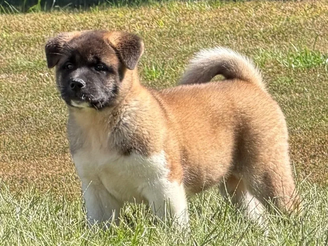 CH. Anne x GCHB. Caesar Girl 2 AVAILABLE