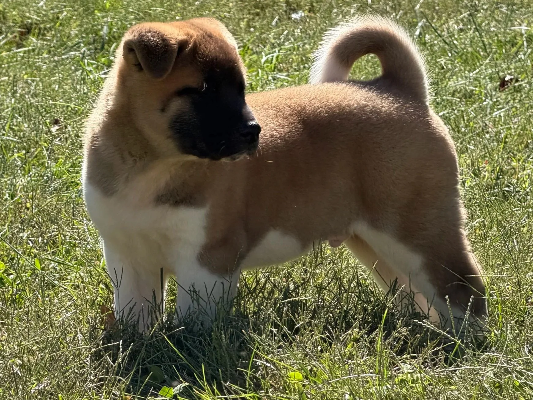 CH. Anne x GCHB. Caesar Boy 2 AVAILABLE