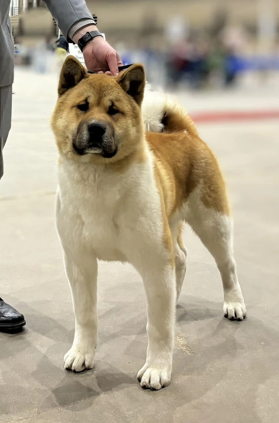 Akita Pups Show Me An Akita Dog Dog Breed Purebred Akita Puppies