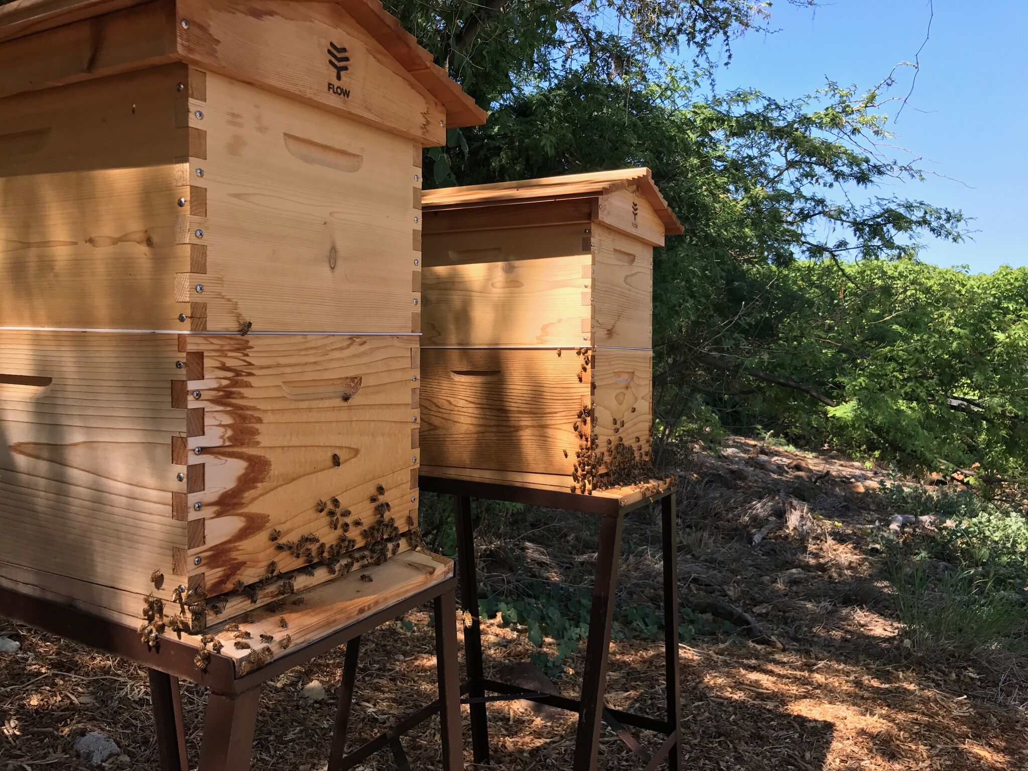 MK New Bee Hives.JPG