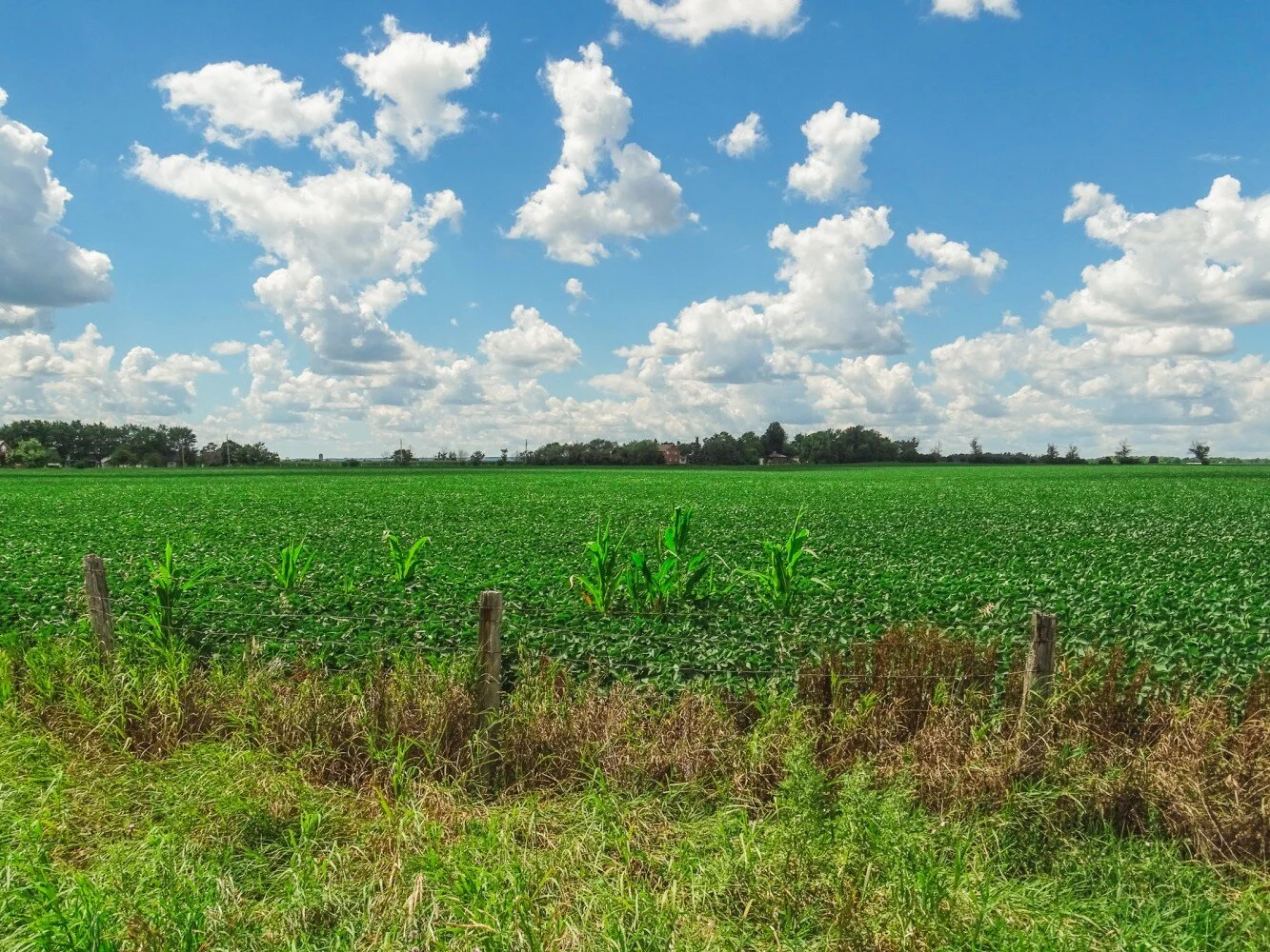 Plowing a highway through the green heart of Ontario when the natural world has been our pandemic oasis