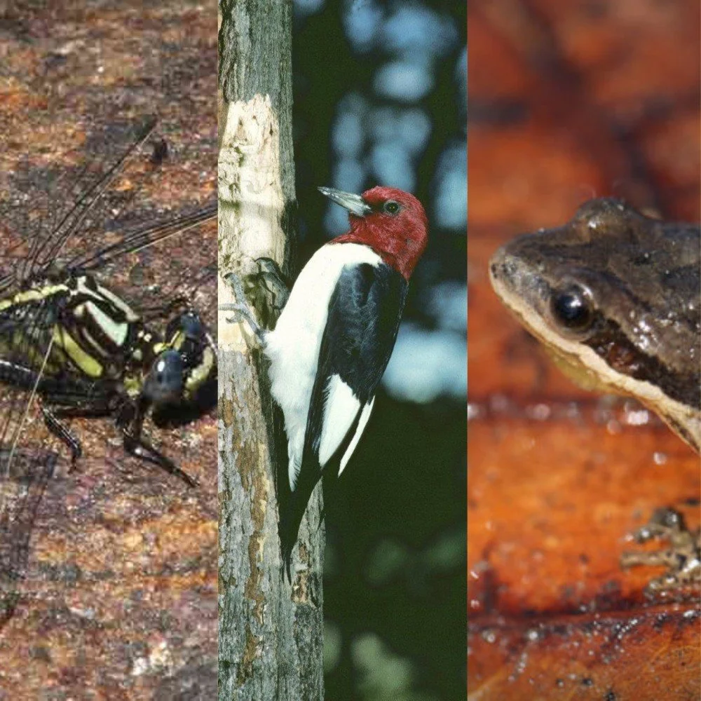 Ottawa will scrutinize GTA West Highway plan, citing concerns about at-risk wildlife