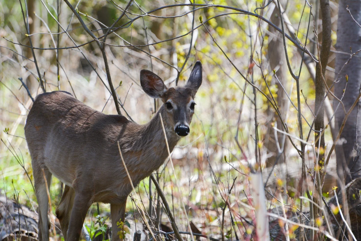 Peel is losing one of its strongest allies in the fight against climate change — its wild spaces&nbsp;