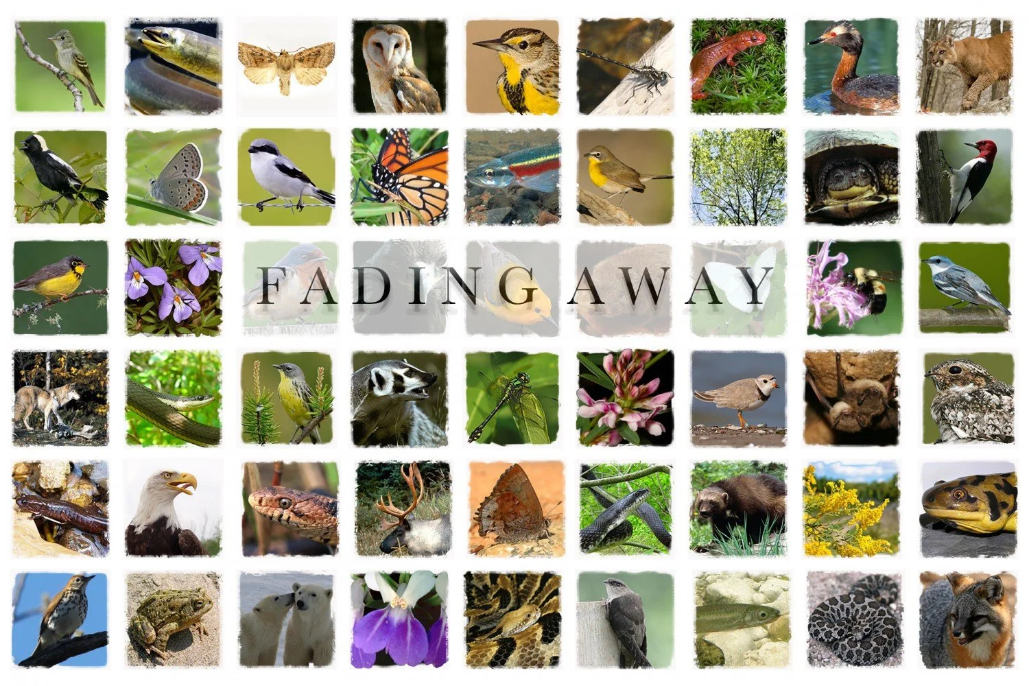 Nowhere to hide: A look at how lobbyists &amp; the PCs have left species at risk to die &amp; the conservationists trying to save them