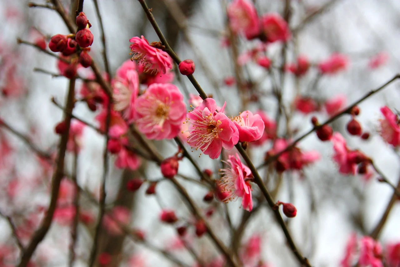 plum blossoms ichigoichielove.jpg