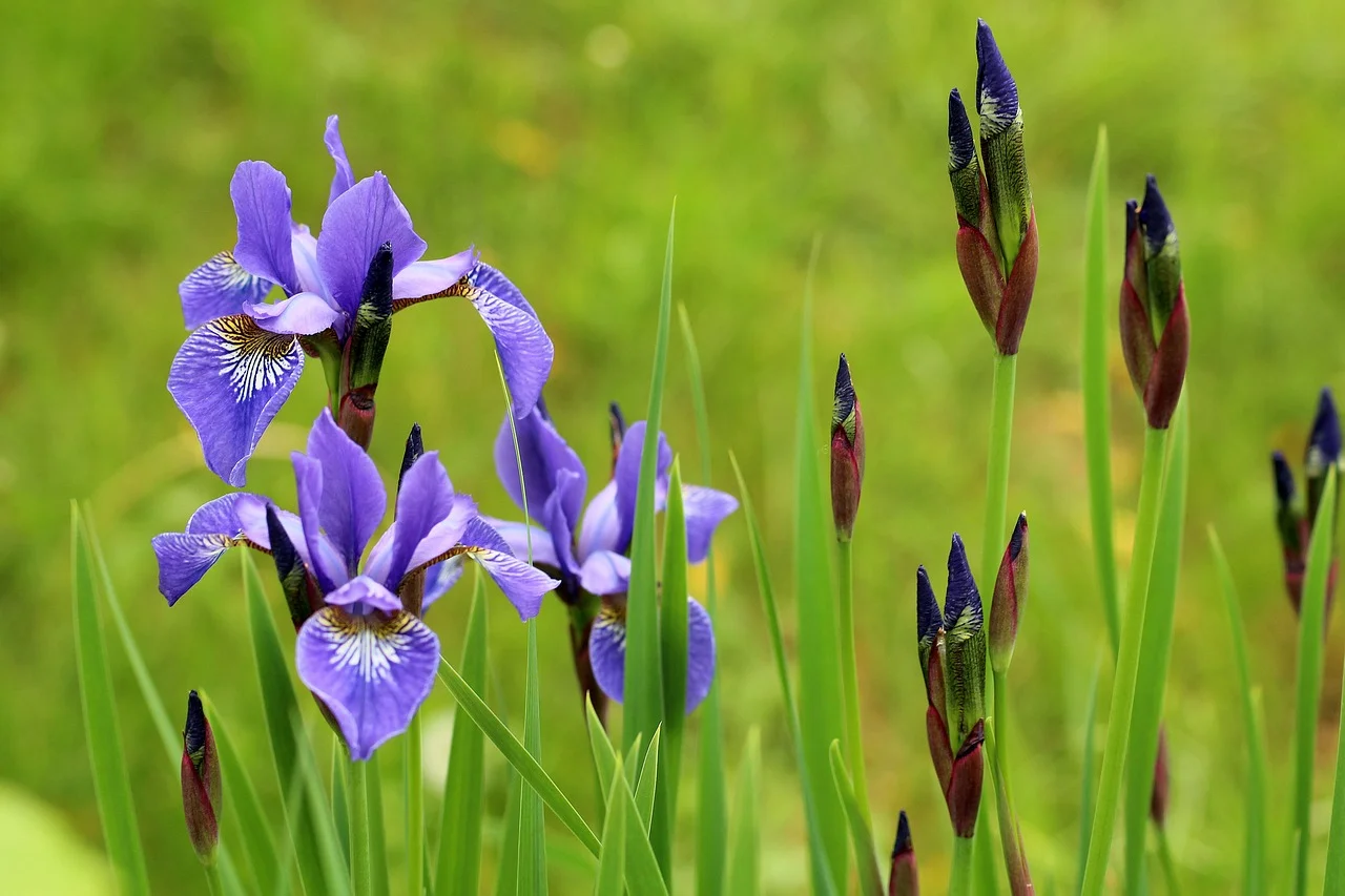irises in tokyo ichigoichielove.jpg