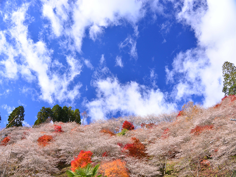 sakura with fall foliage ichigoichielove.png