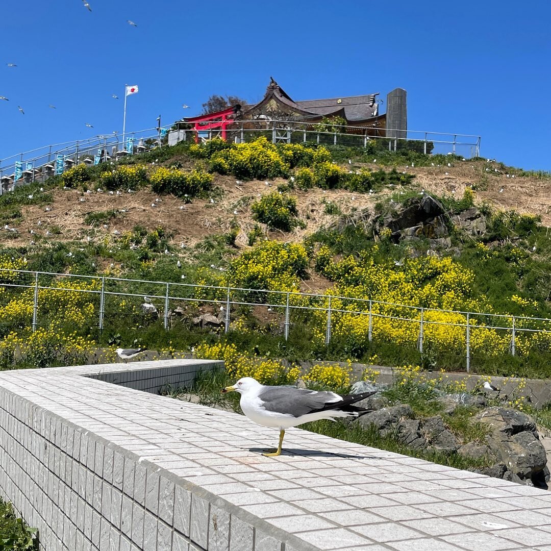 Don't like birds? 🐦⁠⁠
⁠⁠
Then Kabushima Shrine is not for you. ⛔⁠⁠
⁠⁠
An estimated 30,000-40,000 black-tailed gulls call the Kabushima Peninsula and surrounding islets their home from March to August every year. It's a protected breeding site, so th