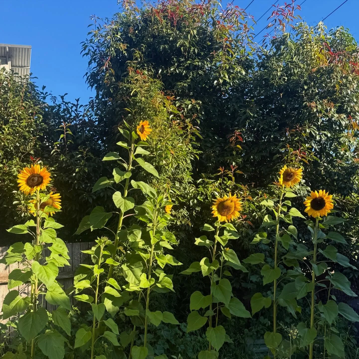 Joshy&rsquo;s beautiful sunflower garden ☀️☀️☀️