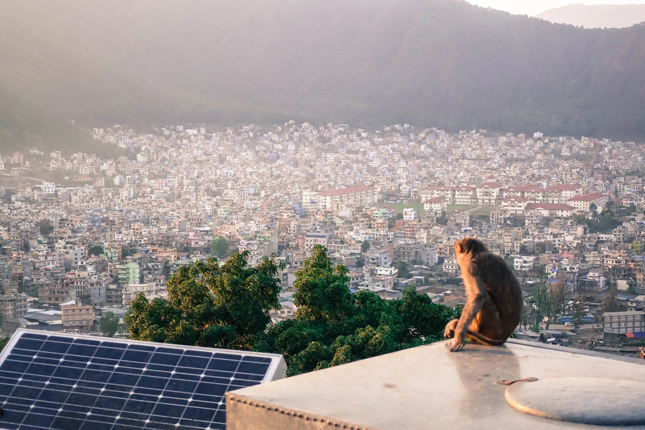 Contemplating. Monkey observing city life, 2017.