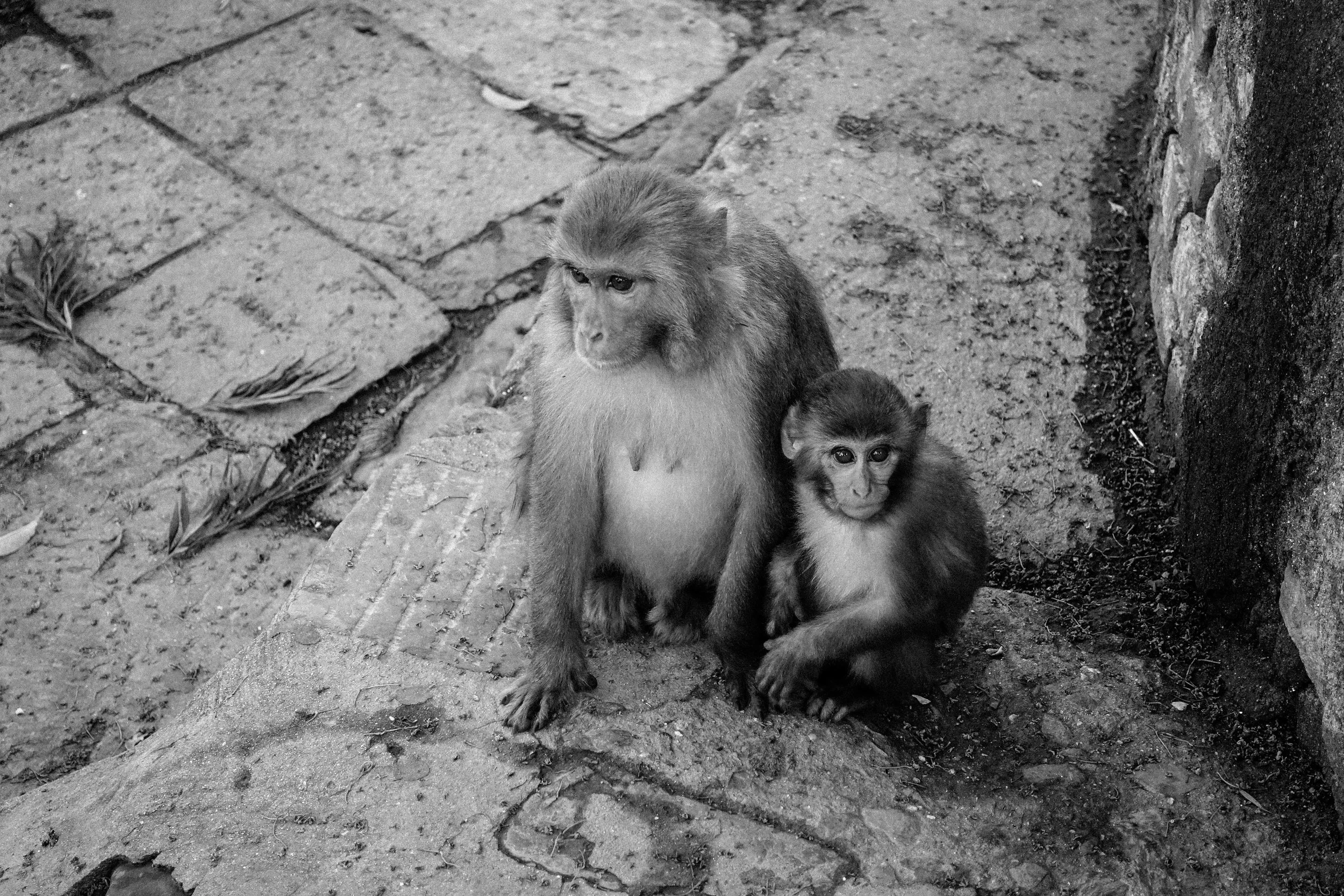 Little monkey family, observing tourists in Kathmandu. 2017.